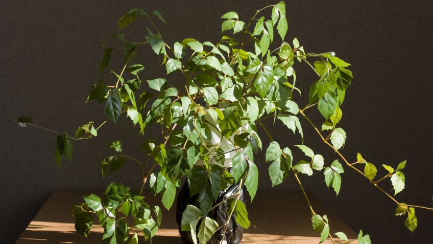 CISSUS SILVESTRE ( 4 LTS)