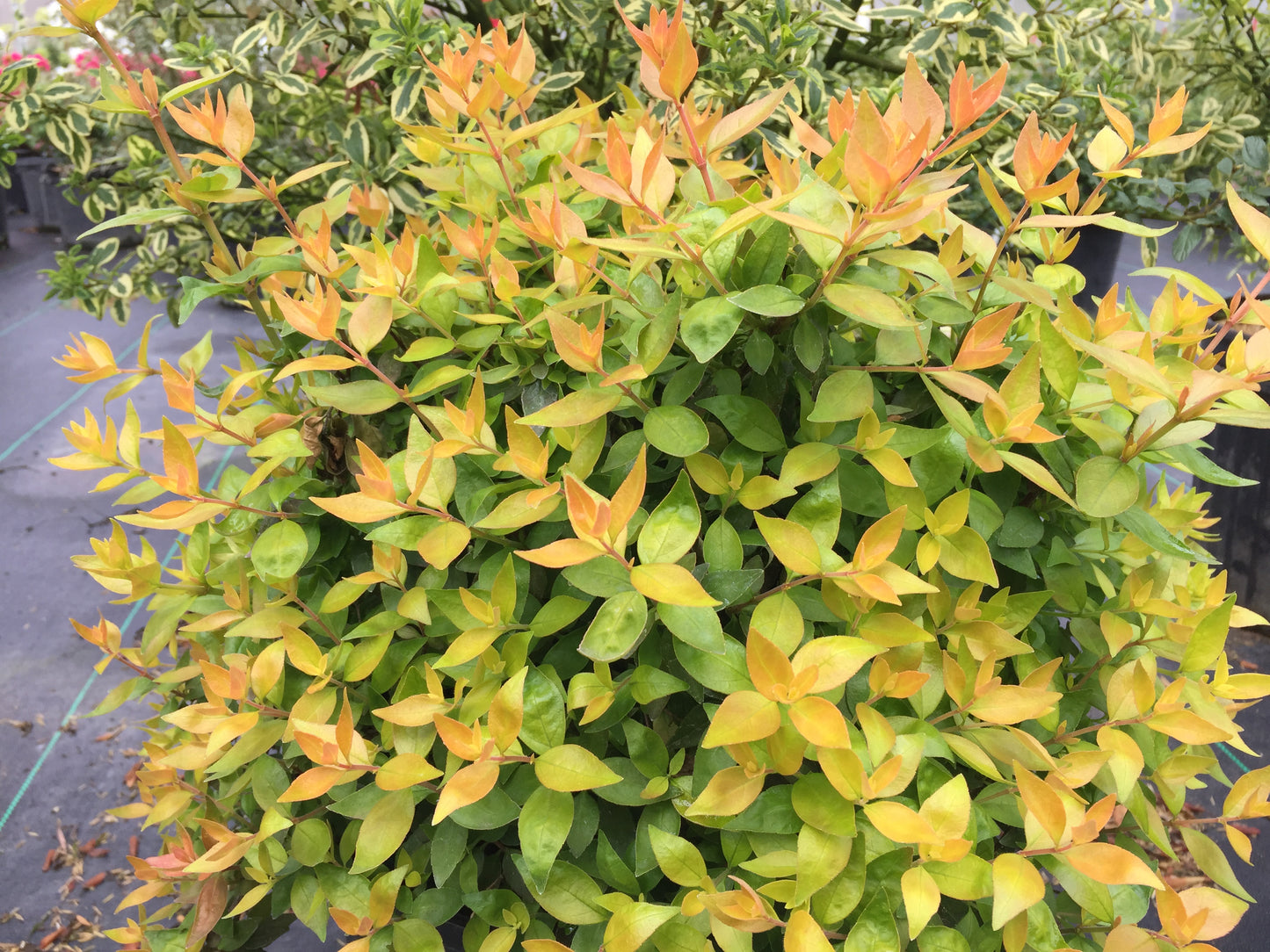 EBELIA
