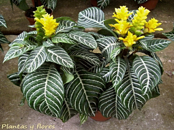 APHELANDRA