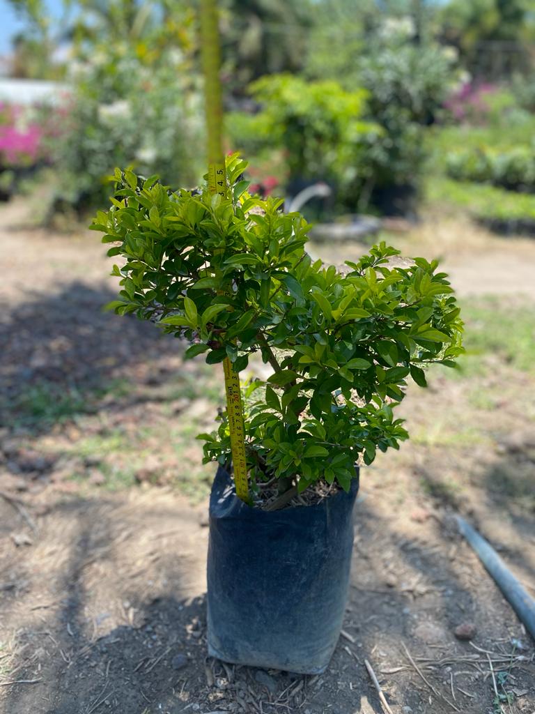 DURANTA CUBANA (40 A 60 CM)