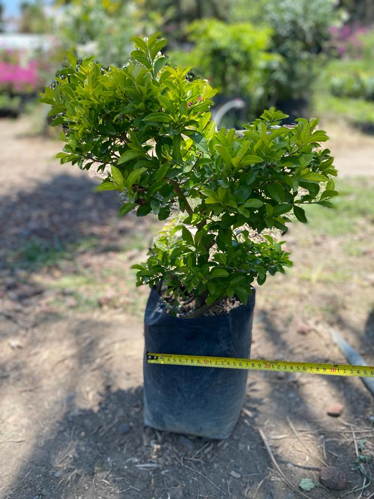 DURANTA CUBANA (40 A 60 CM)