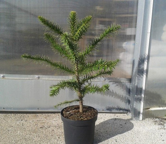 ARAUCARIA (30 LTS.)