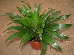 DRACENA COMPACTA ( MACETA 6")