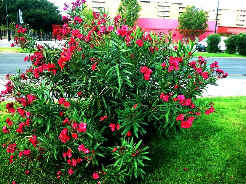 ADELFA ENANA (ROSA LAUREL) (50 CM)