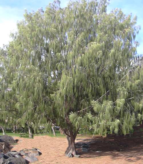 CASUARINA (3 LTS.)