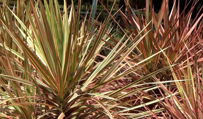 DRACENA MARRON (8 LT)