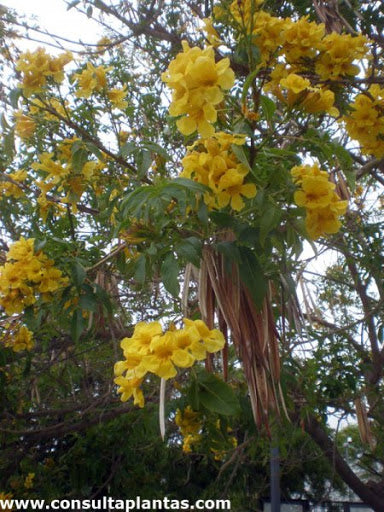 BIGNONIA (TROMPETA DE ORO ) 1LT.