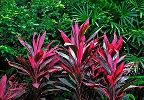 DRACENA ROJA (LTS)