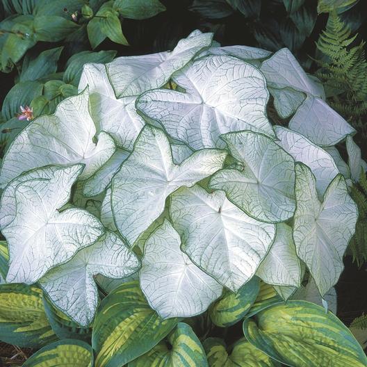 CALADIUM 40