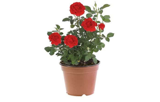 ROSA COSTER ( 8 LTS.)