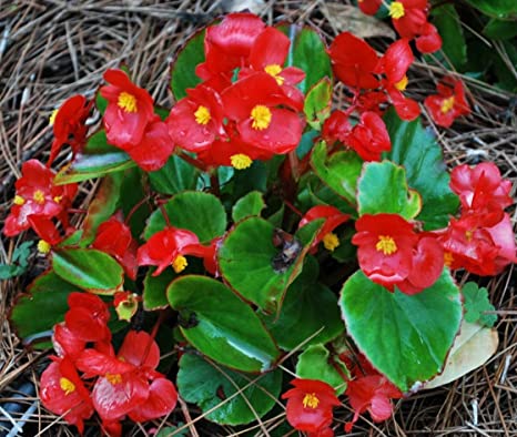 BEGONIA DE CERA (1LT.)