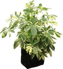 ARALIA GOLDEN CAPELA (8 LTS) NO