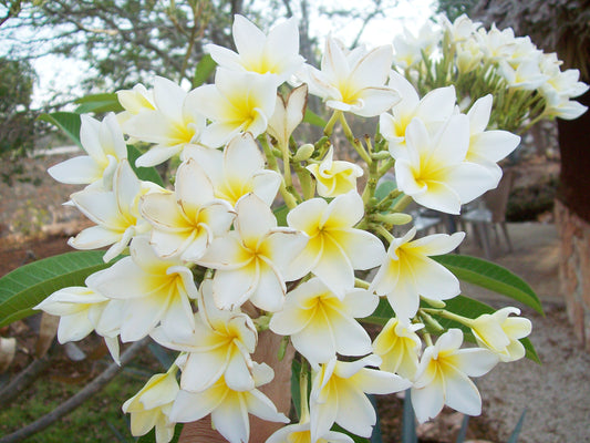 FLOR DE MAYO ( 40 LTS. )