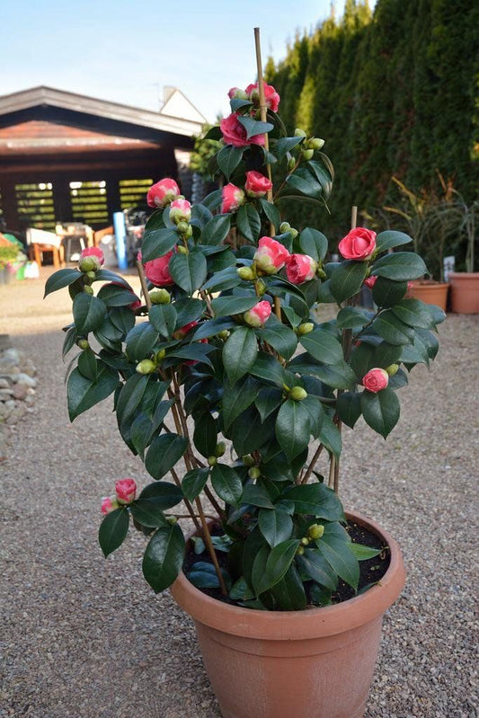 CAMELIA (8 LTS.)