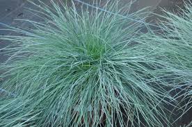 FESTUCA GRIS (1 LT.)