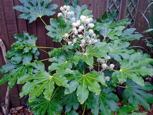 ARALIA JAMAIKINA (8LTS.)  NO