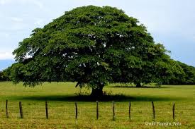 CEIBA PENTANDRA