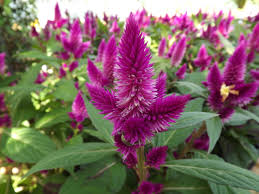 CELOSIA (1 LTO.)