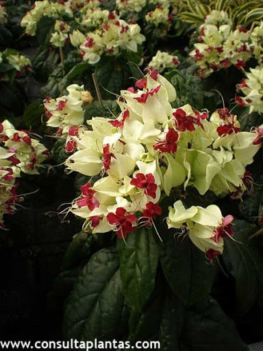 CLERODENDRO ( BANDERA MEXICANA ) ( 3 LTS)