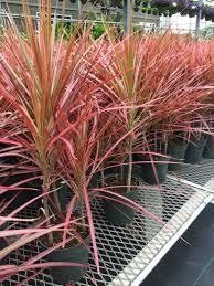 DRACENA COLORAMA ( 2 LTS.)