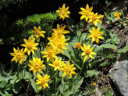 ARNICA