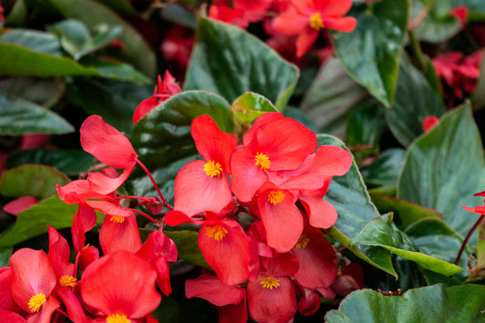 BEGONIA ( 1 LT.)