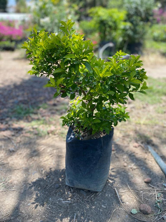 DURANTA CUBANA (40 A 60 CM)