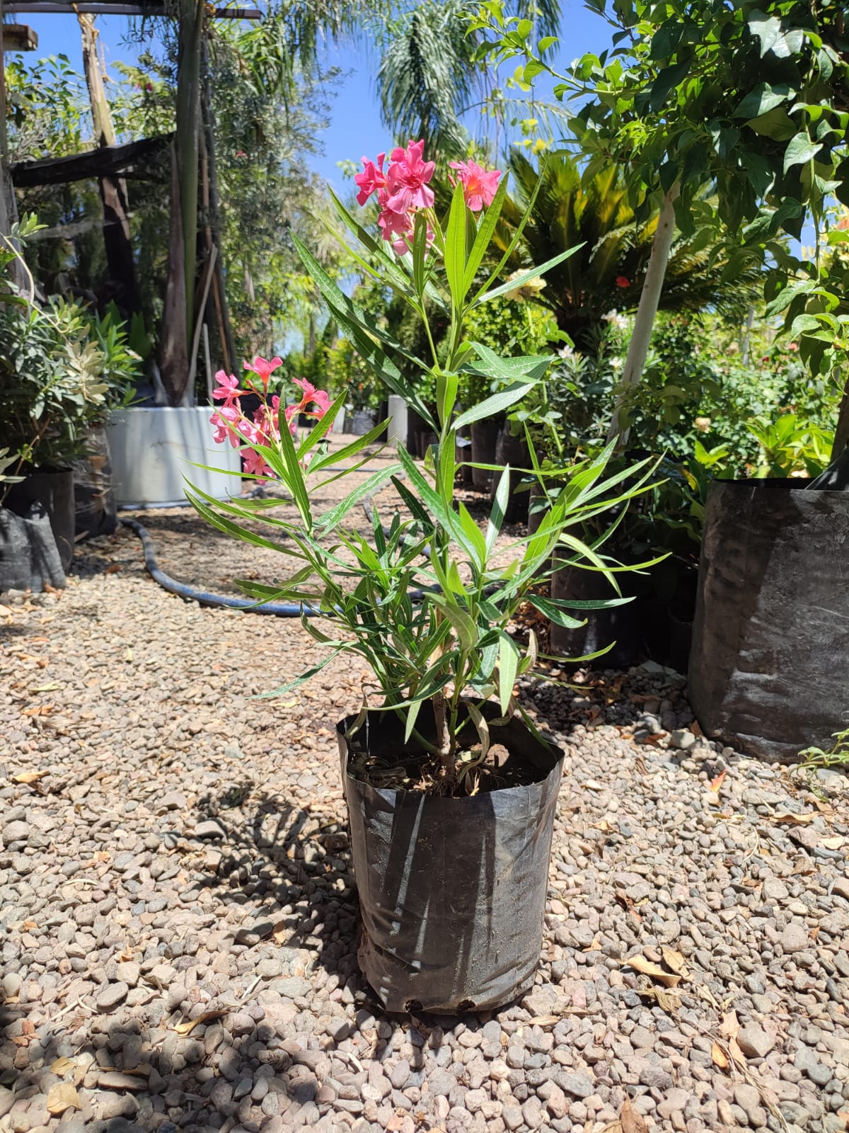 ADELFA ENANA (ROSA LAUREL) (50 CM)